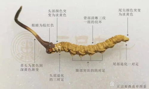 牛奶炖木瓜下奶的做法、牛奶炖木瓜的功效和作用是什么 -牛奶炖木瓜的功效和作用网